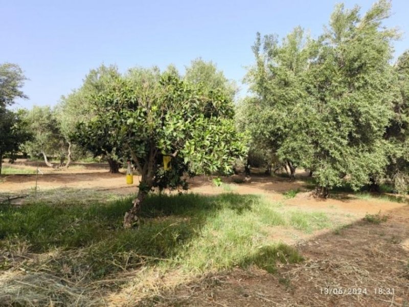 Timpaki Klima Kreta Timbaki außergewöhnliches Baugrundstück Meer- und Bergblick Grundstück kaufen